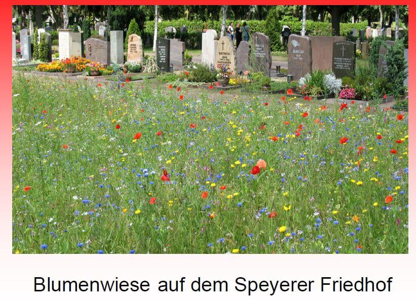 Blumenwiese Friedhof Speyer