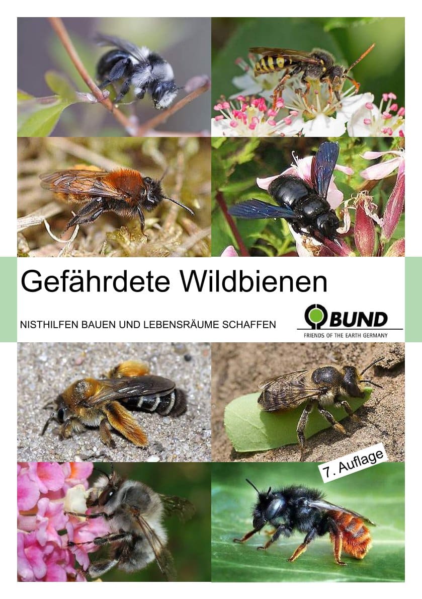 Gefährdete Wildbienen - Nisthilfen bauen und Lebensräume schaffen