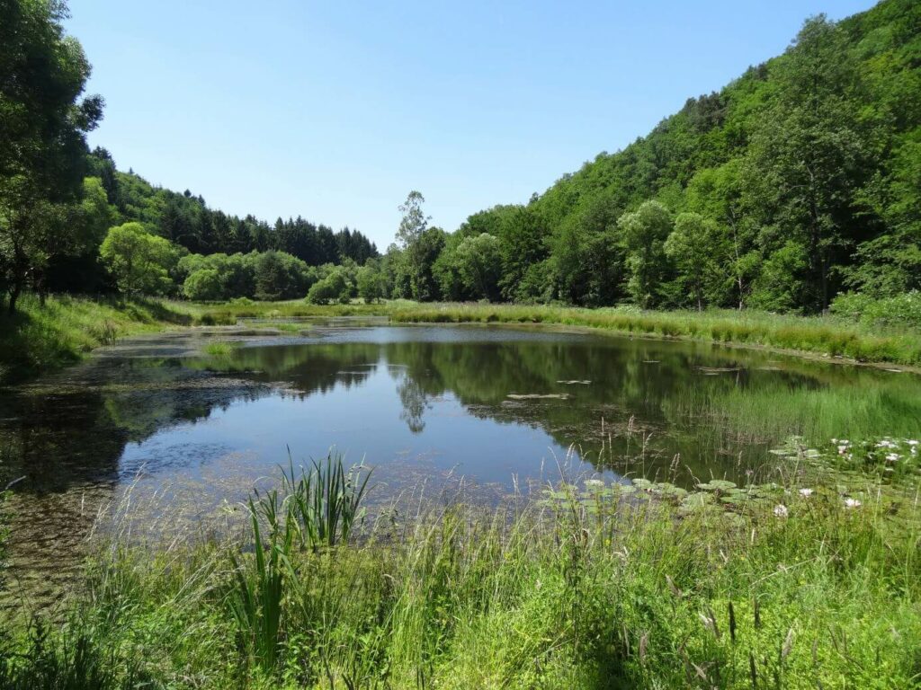 Renaturierte Teichanlage am Armuthsbach