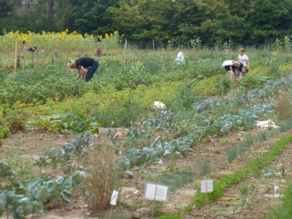 Pflegeeinsatz in den Gartenlaborparzellen