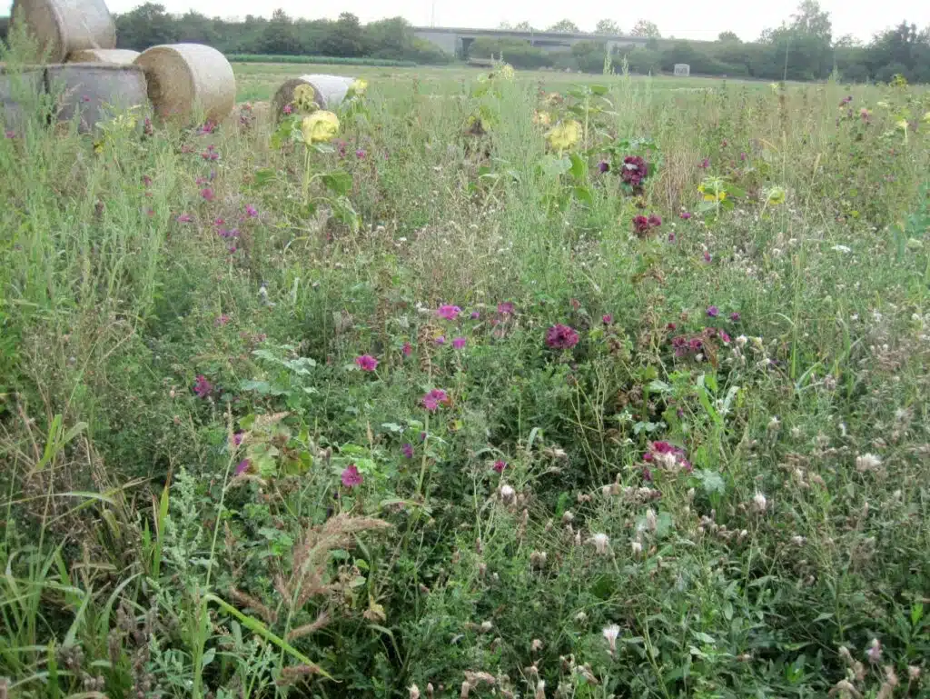 Kommunen für biologische Vielfalt - Praxisbeispiel - Stadt Riedstadt - Nachhaltige Verpachtung – Feldwegesatzung – Renaturierung von Stromtalwiesen1 - Rebhuhnfläche