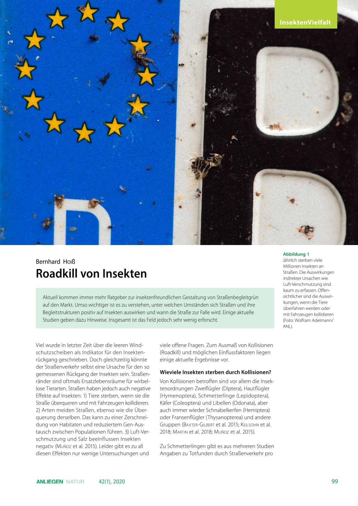 Roadkill von Insekten