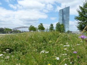 Blumenwiesen in Frankfurt
