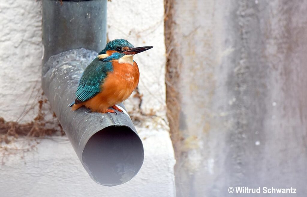 news wunderwelten eisvogel in der stadt