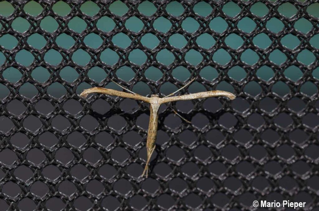 news wunderwelten federgeistchen am trampolinnetz