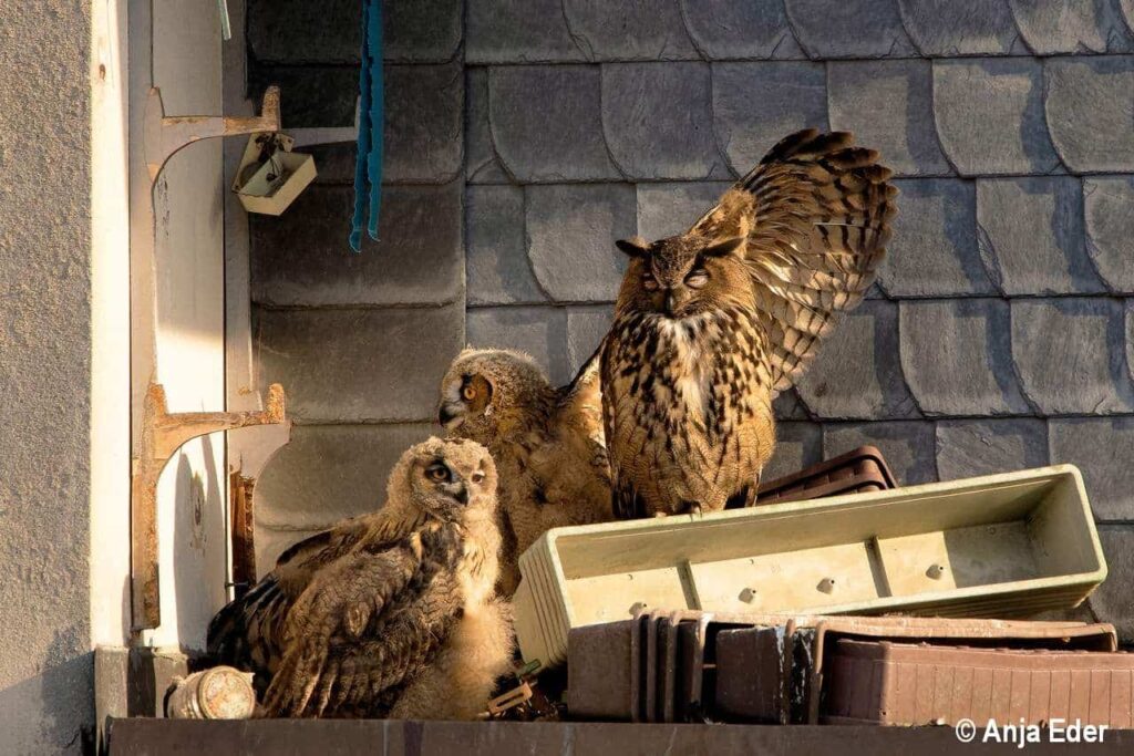 news wunderwelten gewinnerin anja eder mit der fotografie „uhufamilie