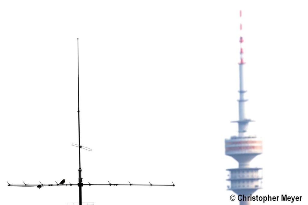 news wunderwelten grosssstadtvogel