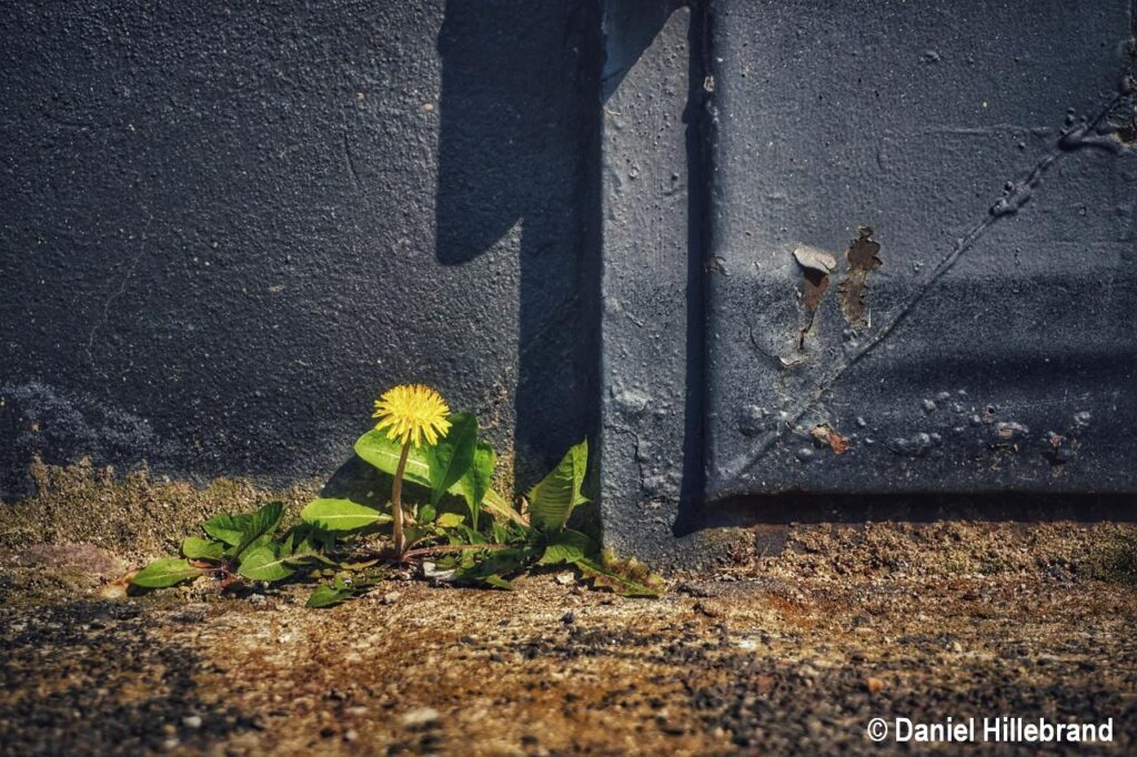 news wunderwelten mauerbluemchen