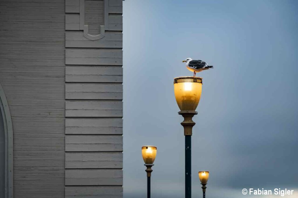 news wunderwelten moewe in der stadt