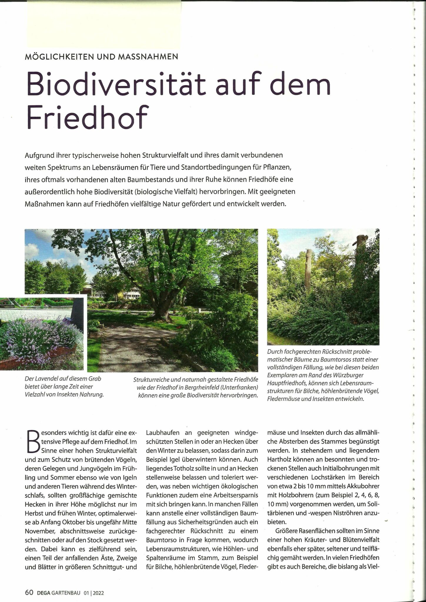 Biodiversität auf dem Friedhof