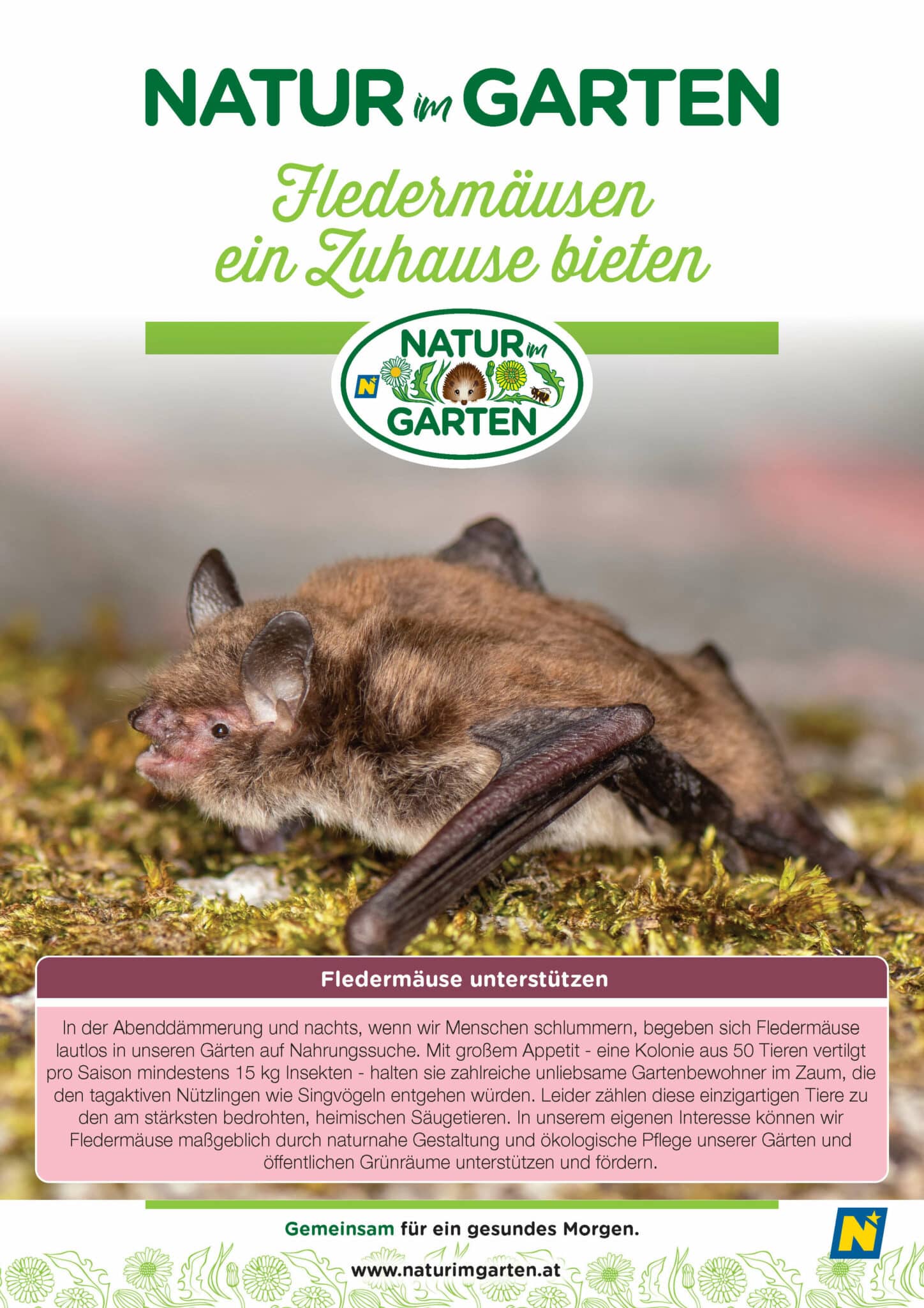 Fledermäusen ein Zuhause bieten