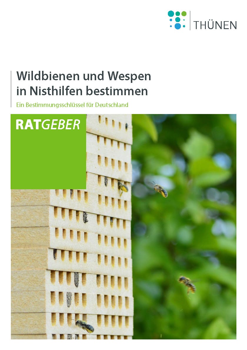 Wildbienen und Wespen in Nisthilfen bestimmen