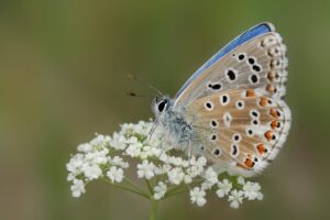 News - München wird Mitglied im Bündnis - Himmelblauer Bläuling