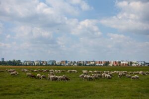 News - München wird Mitglied im Bündnis - Panzerwiese