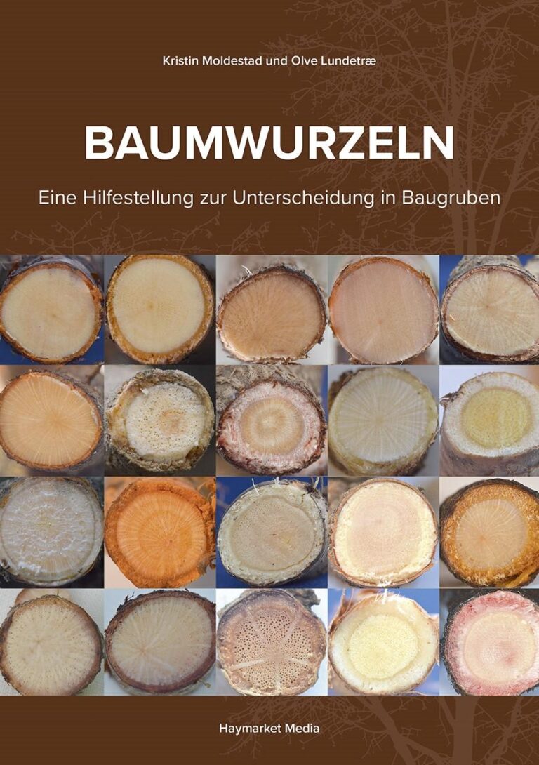 baumwurzeln