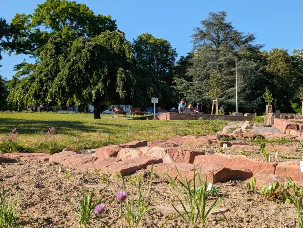 Kommunen für biologische Vielfalt - Praxisbeispiel - Stadt Wiesloch - Stadtschwingertanlage1