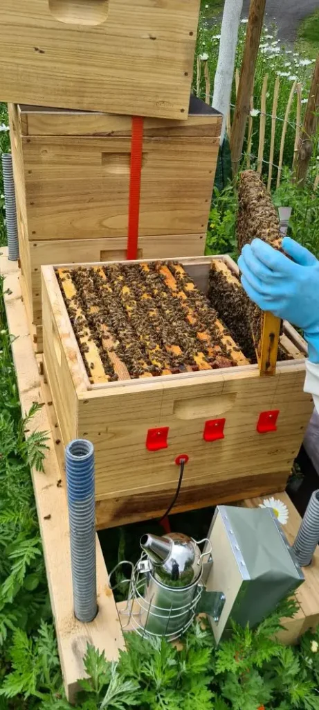 Kommunen für biologische Vielfalt - Praxisbeispiel - Stadt Andernach – Naturnaher Vorgarten – Grün ist das neue Pflegeleicht!2 - Kontrolle der Bienenvölker