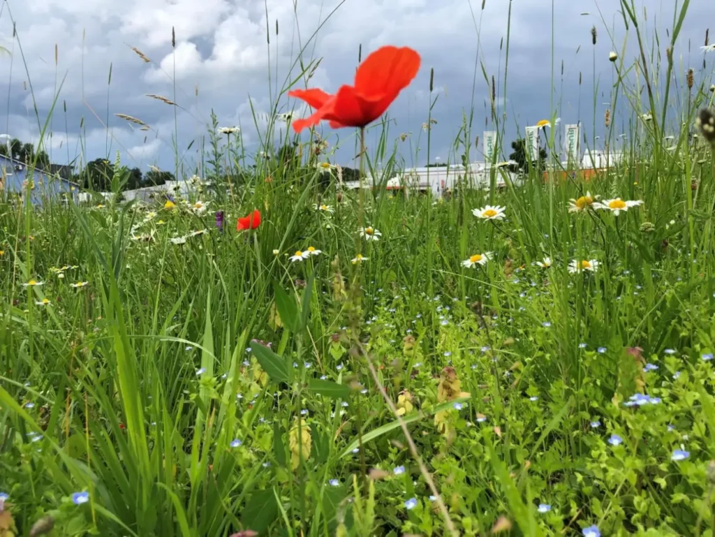 Kommunen für biologische Vielfalt - Praxisbeispiel - Verbandgemeinde Asbach – Groß und Klein – gemeinsam für mehr Artenvielfalt und eine intakte Umwelt1 - Blühwiese auf dem Gelände der Firma Empur