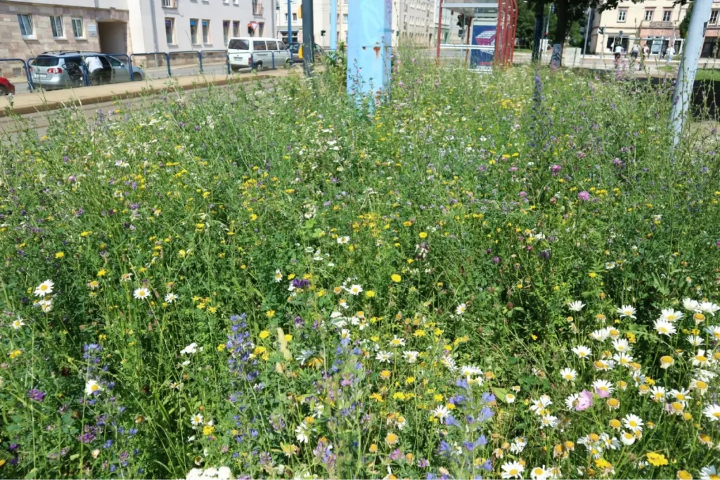 Kommunen für biologische Vielfalt - Praxisbeispiel - Stadt Chemnitz – Chemnitz blüht auf! Zielgruppengenaue Hilfestellung zur erfolgreichen Entwicklung von Blühflächen unter Nutzung von gebietsheimischem Saatgut4 - Blühwiese in Chemnitz