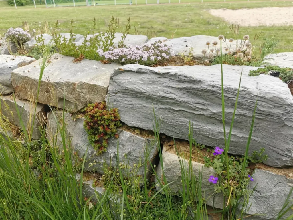 Kommunen für biologische Vielfalt - Praxisbeispiel - Stadt Delbrück – NADEL = Natur in Delbrück. Ökologische Aufwertung von Grünflächen des Schul- und Sportcampus in Delbrück2 - Trockensteinmauer aus Bruchsteinen