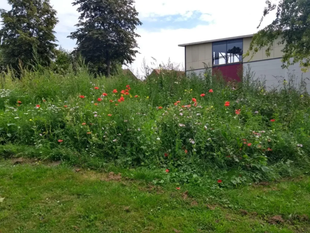 Kommunen für biologische Vielfalt - Praxisbeispiel - Stadt Delbrück – NADEL = Natur in Delbrück. Ökologische Aufwertung von Grünflächen des Schul- und Sportcampus in Delbrück4 - Blühflächen am Schul- und Sportcampus in Delbrück