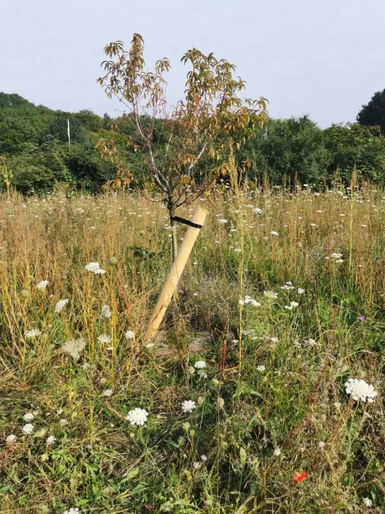 Kommunen für biologische Vielfalt - Praxisbeispiel - Stadt Dortmund – Natur ohne Mensch – Obst von Anderswo – Wiesen für Insekten3 - Pflanzung Südosteuropäischer Obstbäume auf einer Blühwiese