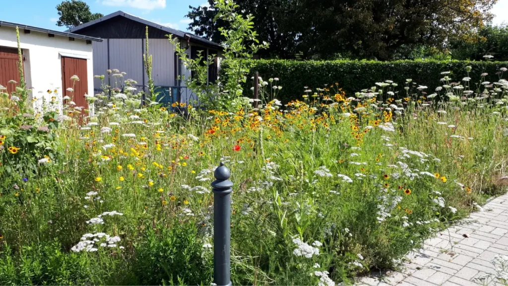 Kommunen für biologische Vielfalt - Praxisbeispiel - Stadt Dresden – "Dresdner Wildbienengärten" Gestaltung insektenfreundlicher Lebensräume in Dresdner Kleingartenanlagen durch aktive bürgerschaftliche Teilhabe1 - Blühwiese in einer Kleingartenanlage