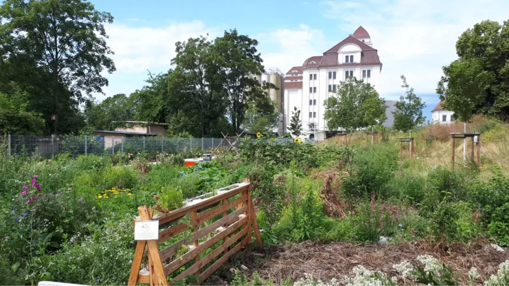 Kommunen für biologische Vielfalt - Praxisbeispiel - Stadt Dresden – "Dresdner Wildbienengärten" Gestaltung insektenfreundlicher Lebensräume in Dresdner Kleingartenanlagen durch aktive bürgerschaftliche Teilhabe4 - Wildbienengarten im Gemeinschaftsgarten "Alberthafen"