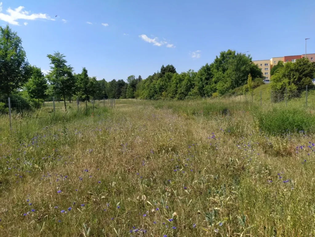 Kommunen für biologische Vielfalt - Praxisbeispiel - Stadt Erfurt – Für Biene & Co, Natur und Mensch1 - Blühwiese