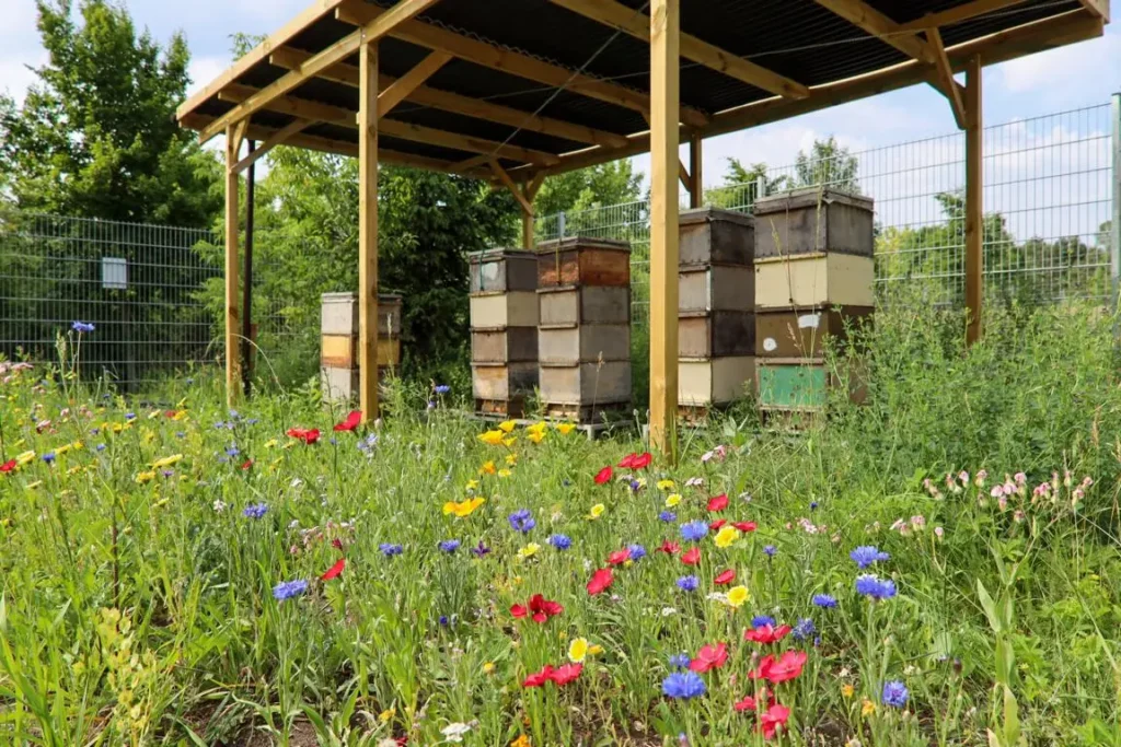 Kommunen für biologische Vielfalt - Praxisbeispiel - Stadt Erfurt – Für Biene & Co, Natur und Mensch3 - Honigbienenvölker