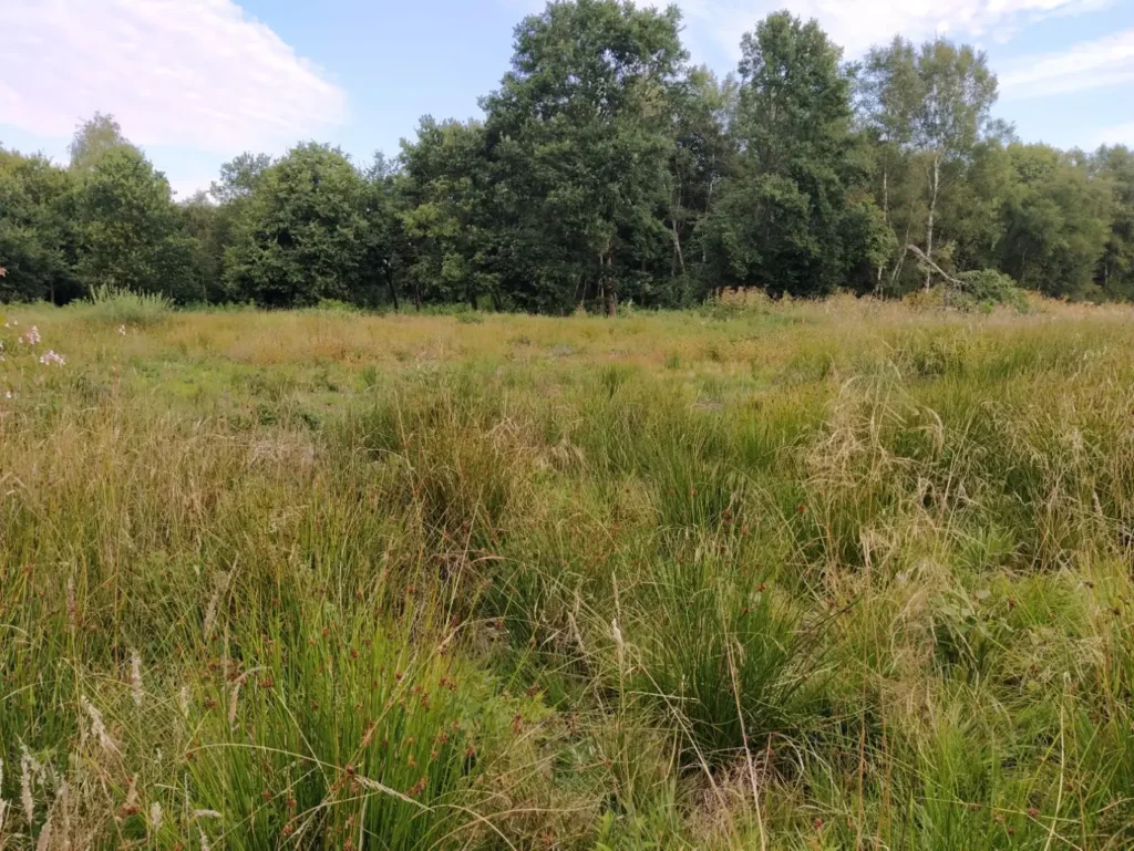 Kommunen für biologische Vielfalt - Praxisbeispiel - Gemeinde Ganderkesee – Entwicklung des Neuenlander Moores als Schwerpunktbiotop für amphibische und faunistische Lebensräume, CO2-Speicherstätte und Naturerfahrungslandschaft2 - Projektfläche