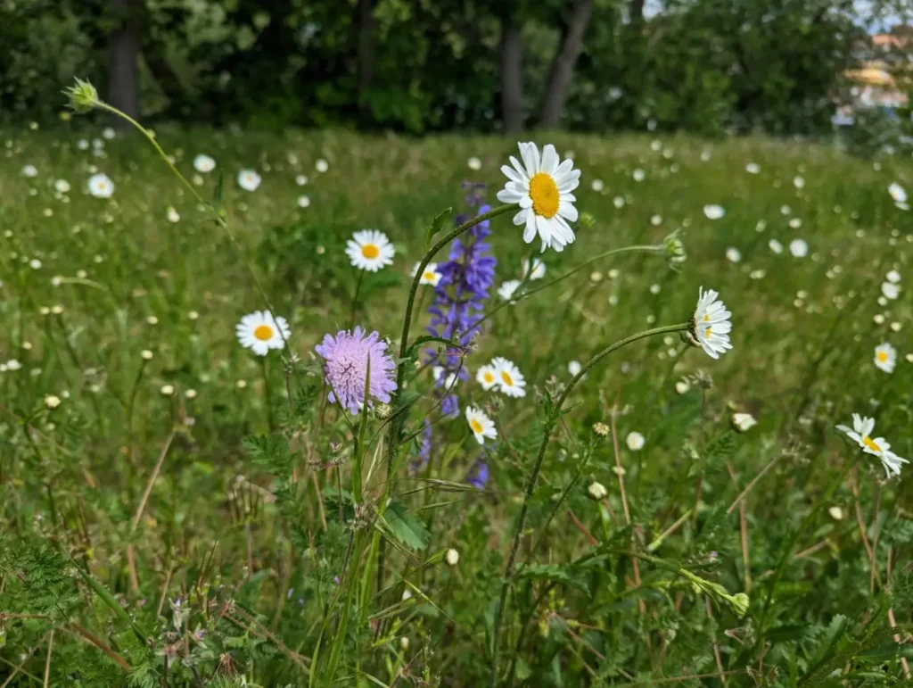 Kommunen für biologische Vielfalt - Praxisbeispiel - Stadt Havelberg – "FlederSchmausWiese": Nachtfalterwiese mit Fledermaus-Horchstation4 - Blühwiese mit Zielarten