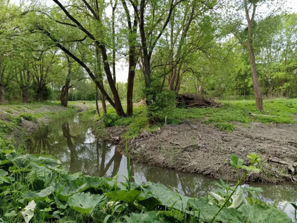 Kommunen für biologische Vielfalt - Praxisbeispiel - Stadt Hildesheim – Libellenflugplatz Gut Steuerwald1 - Nördlicher Mühlengraben