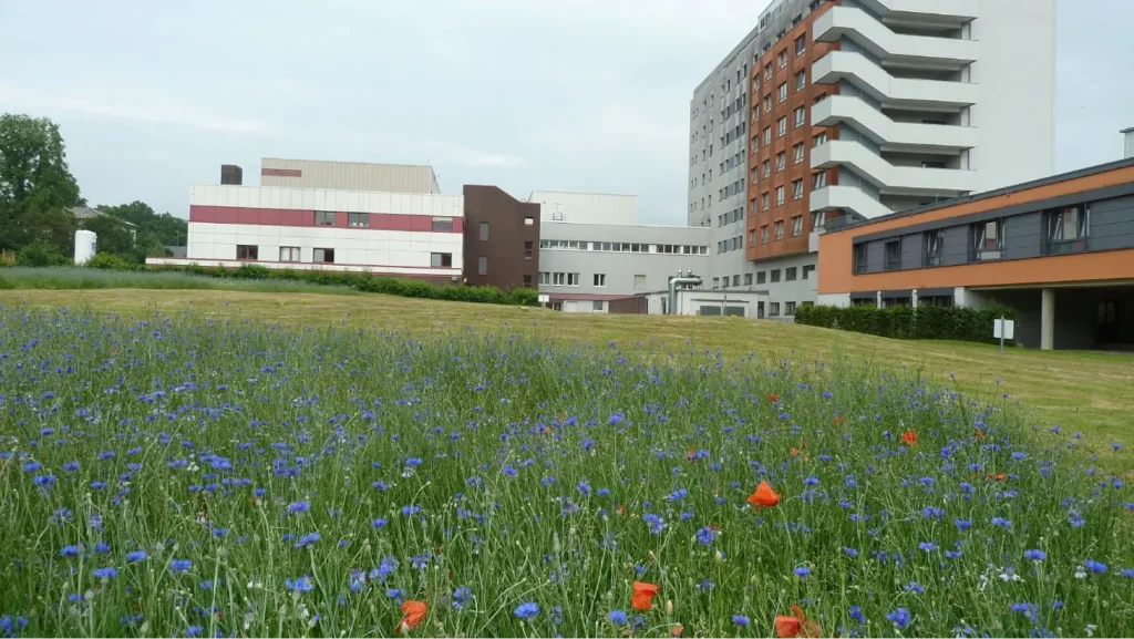 Kommunen für biologische Vielfalt - Praxisbeispiel - Kreis Lippe – Gesundes Grün – Der Klinikgarten der Zukunft1 - Blühwiesen im 1. Jahr