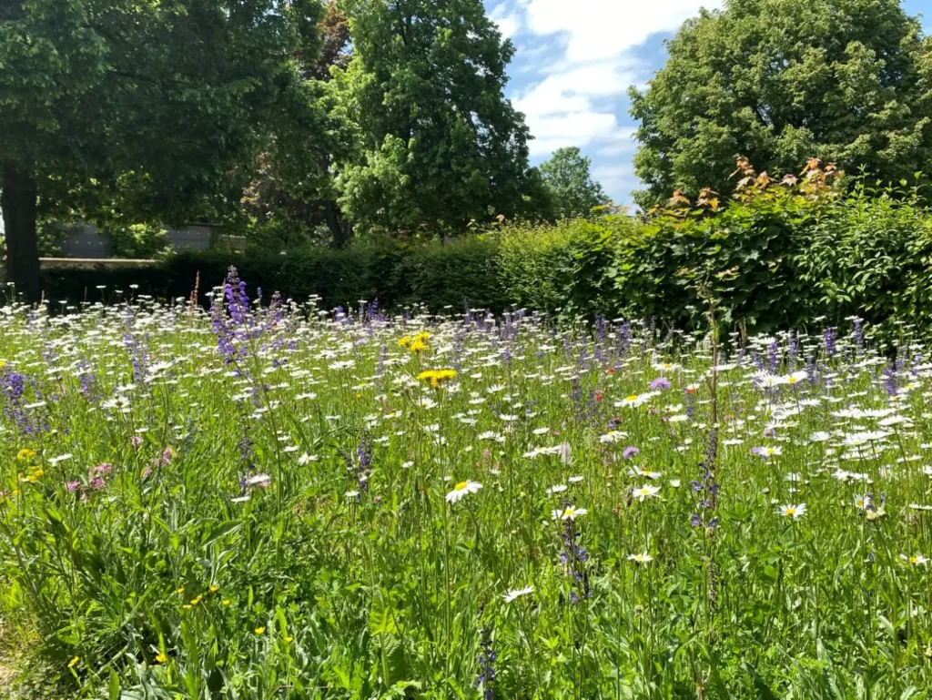 Kommunen für biologische Vielfalt - Praxisbeispiel - Stadt Ludwigsburg – Gemeinsam über Gemarkungsgrenzen hinweg nachhaltige Naturoasen entwickeln und vernetzen1 - Blühwiesen in der Stadt Tamm