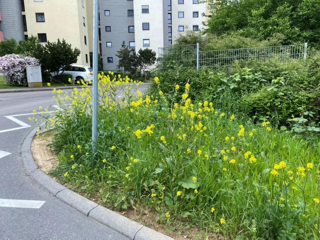 Kommunen für biologische Vielfalt - Praxisbeispiel - Stadt Ludwigsburg – Gemeinsam über Gemarkungsgrenzen hinweg nachhaltige Naturoasen entwickeln und vernetzen2 - Blüh- und Wildgehölzstreifen Neckarweihingen