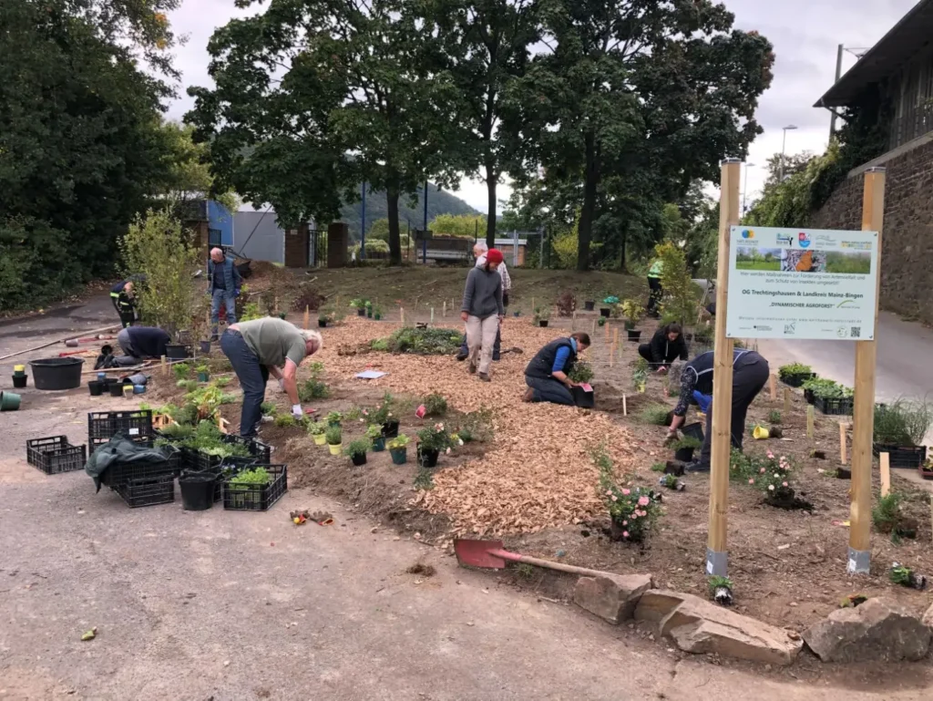 Kommunen für biologische Vielfalt - Praxisbeispiel - Landkreis Mainz-Bingen – Dynamischer Agroforst – innovative Anbaumethode für Klimaschutz in den Kommunen des Landkreises Mainz-Bingen2 - Pflanzaktion in Trechtingshausen