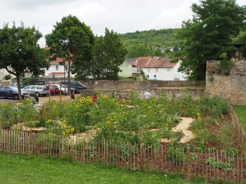 Kommunen für biologische Vielfalt - Praxisbeispiel - Landkreis Mainz-Bingen – Dynamischer Agroforst – innovative Anbaumethode für Klimaschutz in den Kommunen des Landkreises Mainz-Bingen3 - DAF-Fläche in Gau-Algesheim
