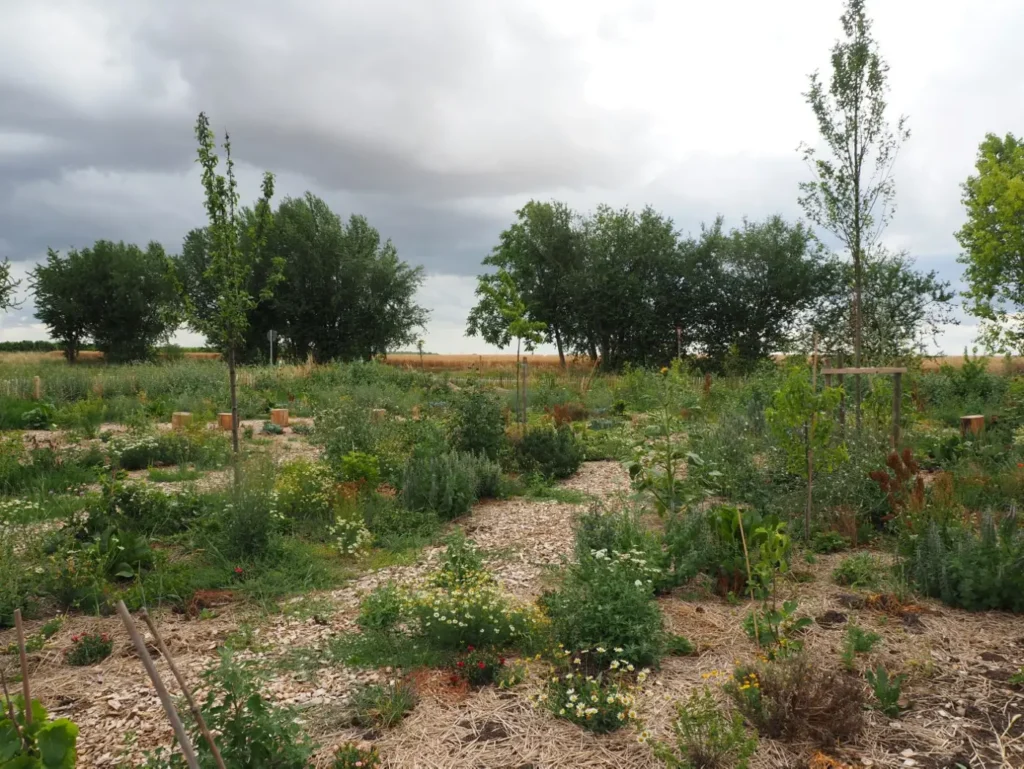 Kommunen für biologische Vielfalt - Praxisbeispiel - Landkreis Mainz-Bingen – Dynamischer Agroforst – innovative Anbaumethode für Klimaschutz in den Kommunen des Landkreises Mainz-Bingen4 - DAF-Fläche in Köngernheim