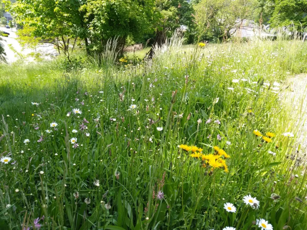 Kommunen für biologische Vielfalt - Praxisbeispiel - Oberbergischer Kreis – Es blüht und summt in Oberberg! Der naturfreundliche Garten der VHS Oberberg als neuer Lernort3 - Blühwiese