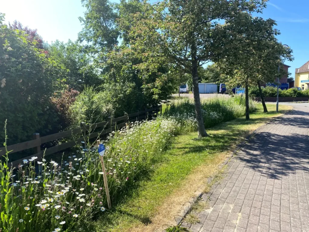 Kommunen für biologische Vielfalt - Praxisbeispiel - Gemeinde Pellworm – Auf dem Weg zur insektenfreundlichen Insel1 - Blühstreifen