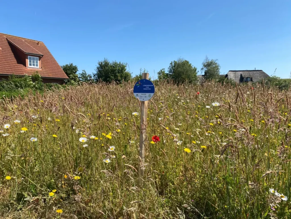 Kommunen für biologische Vielfalt - Praxisbeispiel - Gemeinde Pellworm – Auf dem Weg zur insektenfreundlichen Insel2 - Blühwiese