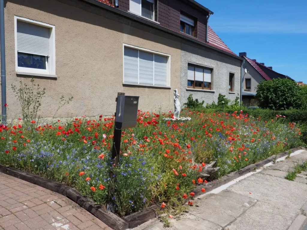 Kommunen für biologische Vielfalt - Praxisbeispiel - Stadt Querfurt – Querfurt blüht auf1 -Gewinner des Gartenwettbewerbs "Querfurt blüht auf!"- Vorgarten
