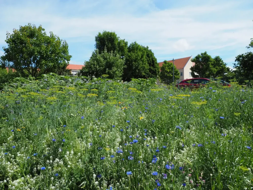 Kommunen für biologische Vielfalt - Praxisbeispiel - Stadt Querfurt – Querfurt blüht auf2 - Gewinner des Gartenwettbewerbs "Querfurt blüht auf!" - Blühwiese Hausgarten
