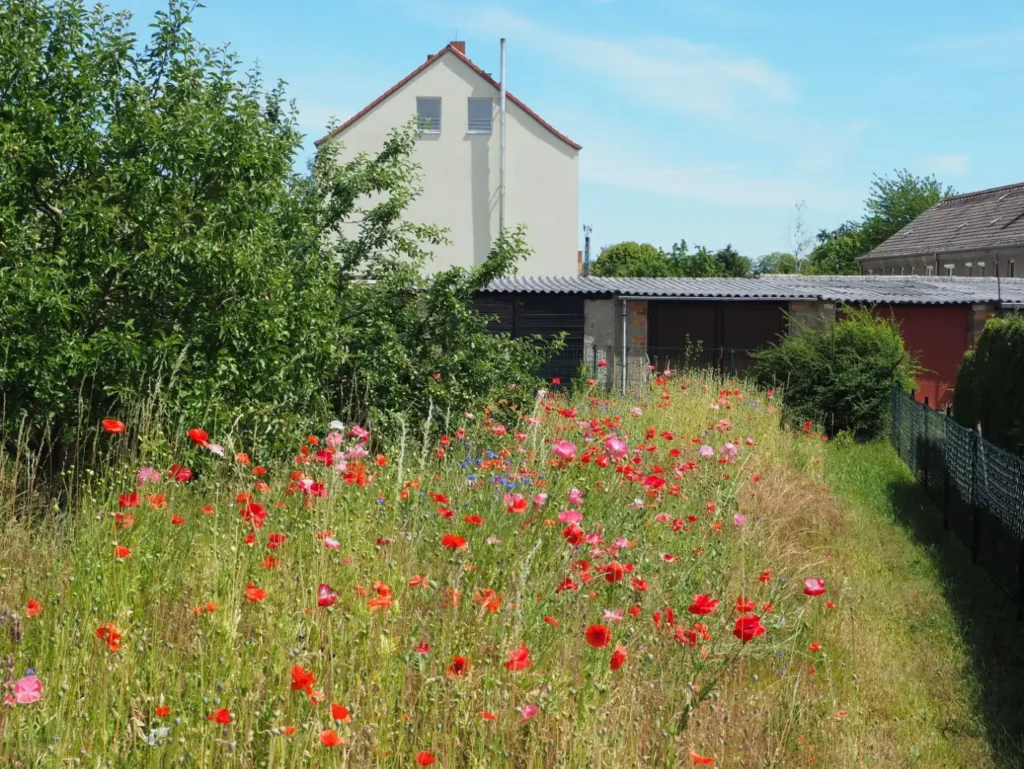 Kommunen für biologische Vielfalt - Praxisbeispiel - Stadt Querfurt – Querfurt blüht auf3 - Gewinner des Gartenwettbewerbs "Querfurt blüht auf!" - Blühwiese Hausgarten