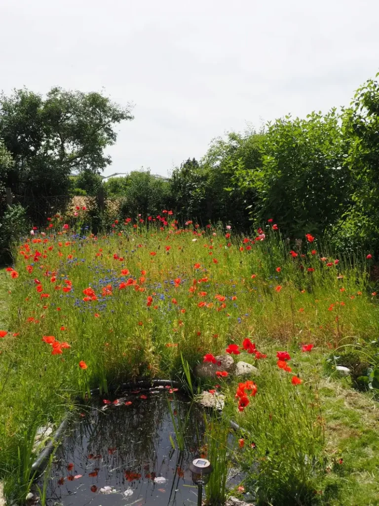 Kommunen für biologische Vielfalt - Praxisbeispiel - Stadt Querfurt – Querfurt blüht auf4 - Gewinner des Gartenwettbewerbs "Querfurt blüht auf!" - Blühwiese & Feuchtbiotop