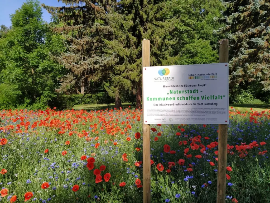 Kommunen für biologische Vielfalt - Praxisbeispiel - Stadt Rastenberg – Rastenberg natürlich | Wohnen. Erholen. Meine Stadt. Wir denken weiter und säen für die Zukunft1 - Blühwiese im Kulturhauspark