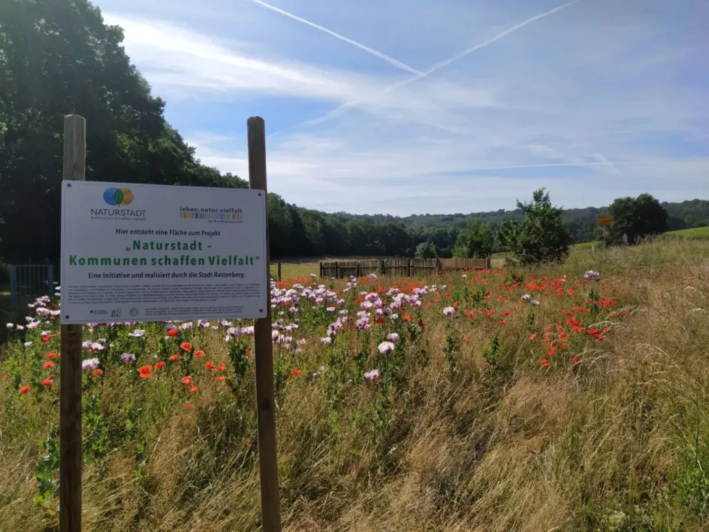 Kommunen für biologische Vielfalt - Praxisbeispiel - Stadt Rastenberg – Rastenberg natürlich | Wohnen. Erholen. Meine Stadt. Wir denken weiter und säen für die Zukunft2 - Blühfläche am Ortseingang
