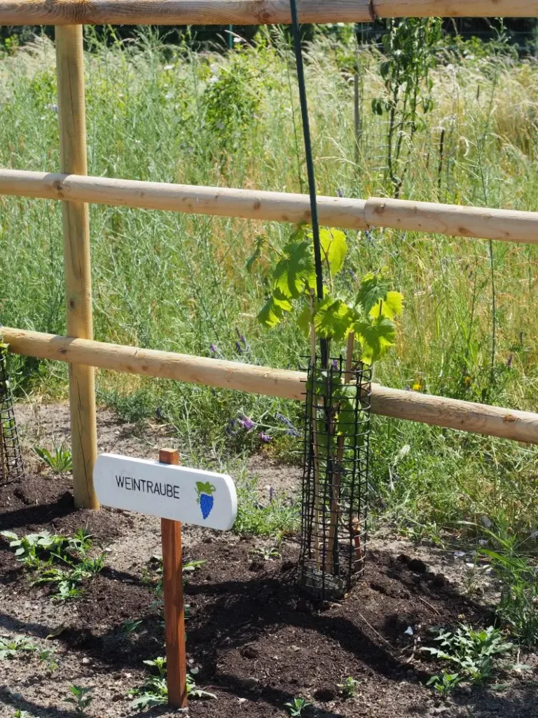 Kommunen für biologische Vielfalt - Praxisbeispiel - Stadt Sandersdorf-Brehna – Nachhaltige Bildungslandschaft Postgrube4 - Pflanzung von Weinreben