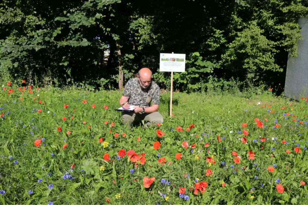 Kommunen für biologische Vielfalt - Praxisbeispiel - Landkreis Sankt Wendel – Wildbienen-Schulen im Landkreis St. Wendel – Bienenweiden und Insektennisthilfen als außerschulische Lernorte2 - Artenerfassung auf Blühwiese
